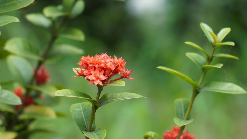 Erste rote Blüte an einer grünen Pflanze als Symbol für das Wachstum von DuoLivo